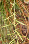 Hyssopleaf thoroughwort